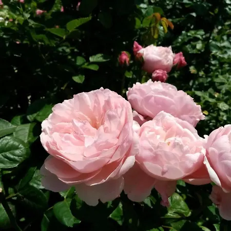 Landhaus Barbara Апартаменты Хиппах