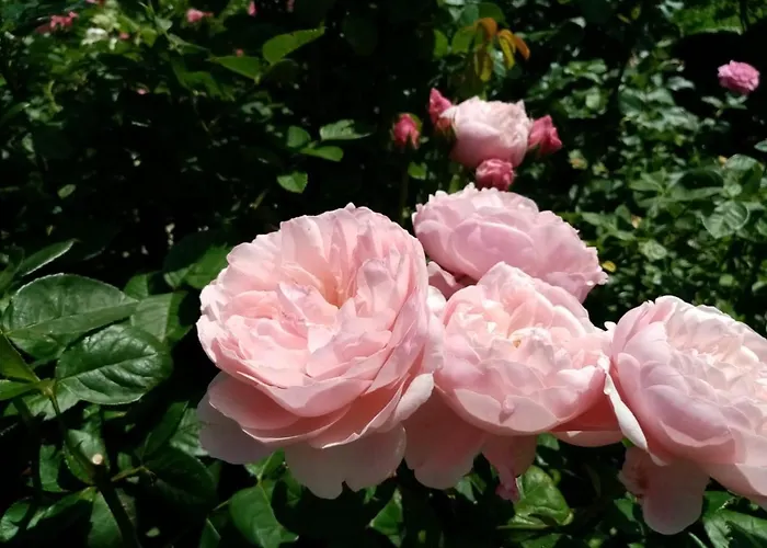 Barbara דירה היפאך